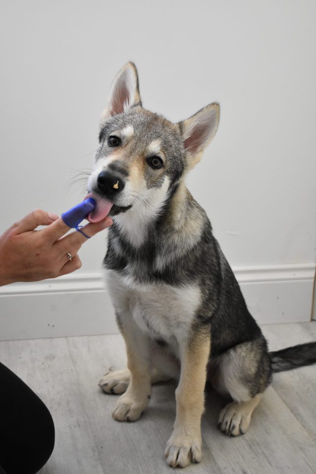 Dog licking