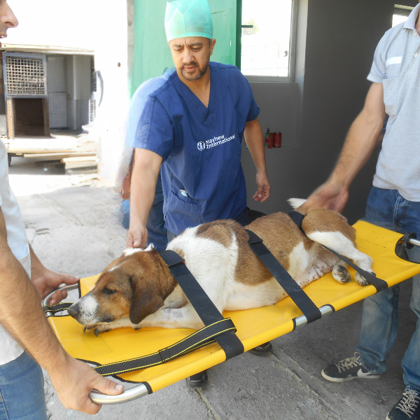Canine Cruiser - Image 3