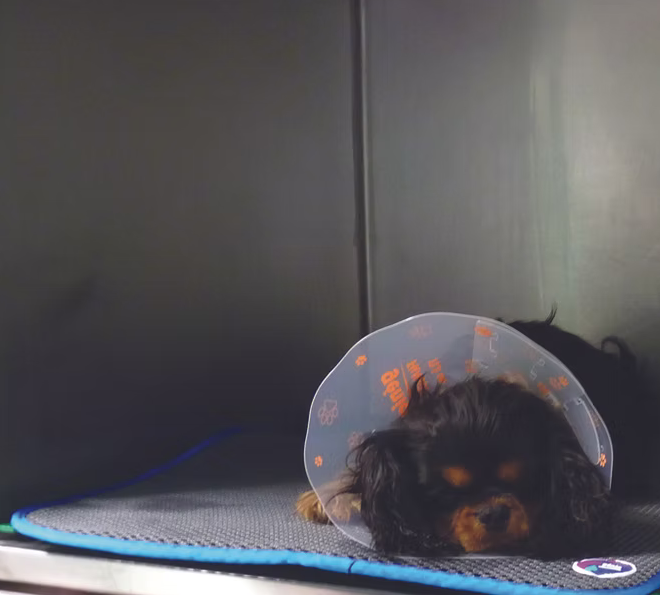 Relaxed dog on Cosypad
