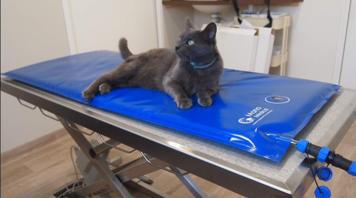 Carbon tech V2 cat